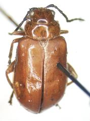 Platiprosopus