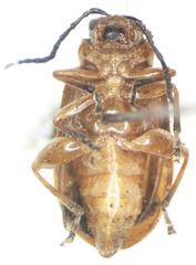 Platiprosopus