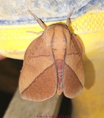 Adeloneivaia