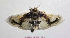 Compacta nigrolinealis