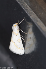 Philtraea paucimacula