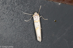 Philtraea paucimacula