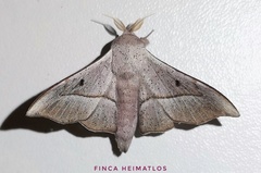 Procinnus