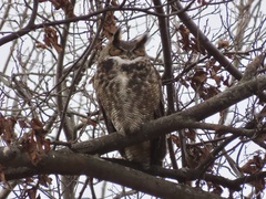 Bubo virginianus