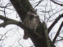 Bubo virginianus