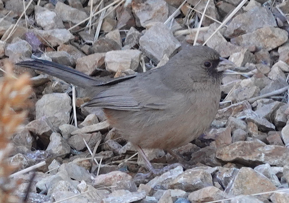 Western Abert’s Towhee
