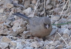 Melozone aberti dumeticola