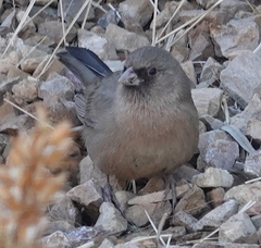 Melozone aberti dumeticola