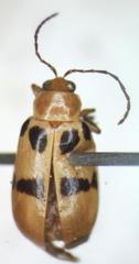 Systena variabilis