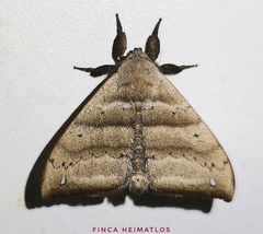 Falcatelodes anava