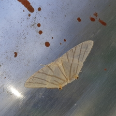 Brachurapteryx tesserata