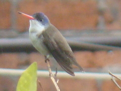 Leucolia violiceps