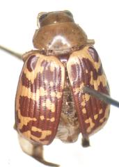 Blepharida