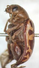 Blepharida