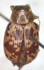 Blepharida