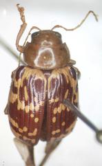 Blepharida