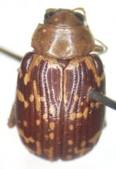 Blepharida