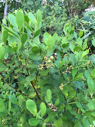 Erithalis fruticosa image