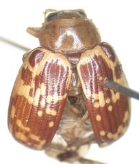 Blepharida