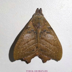Automerina caudatula