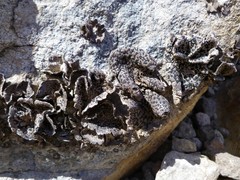 Umbilicaria virginis