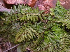 Asplenium cyrnosardoum