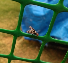 Pterotaenia fasciata