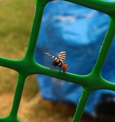Pterotaenia fasciata
