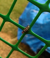 Pterotaenia fasciata