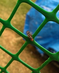 Pterotaenia fasciata