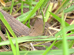 Yphthimoides pacta