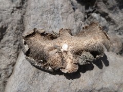 Umbilicaria virginis