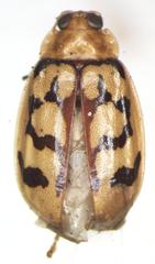 Walterianella venustula