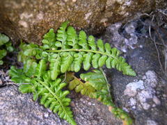 Asplenium obovatum obovatum
