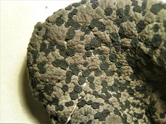 Umbilicaria virginis