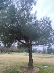 Pinus