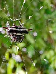 Gasteracantha doriae