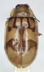 Walterianella venustula