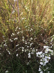 Symphyotrichum pilosum