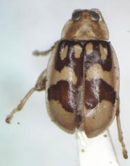 Walterianella venustula