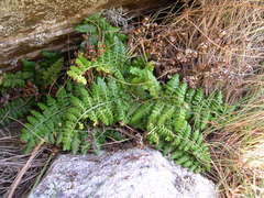Asplenium obovatum obovatum