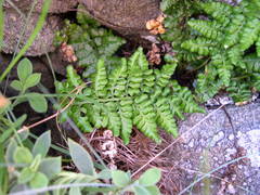 Asplenium obovatum obovatum
