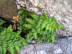 Asplenium obovatum obovatum