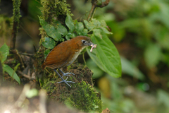 Grallaria flavotincta