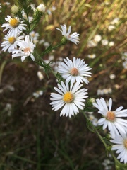 Symphyotrichum pilosum