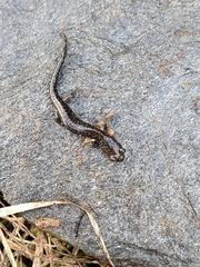 Aneides klamathensis