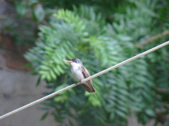 Leucolia violiceps