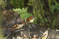 Grallaria flavotincta