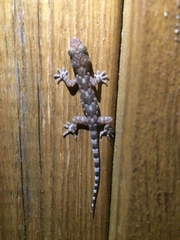 Hemidactylus mabouia