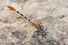 Erpetogomphus compositus
